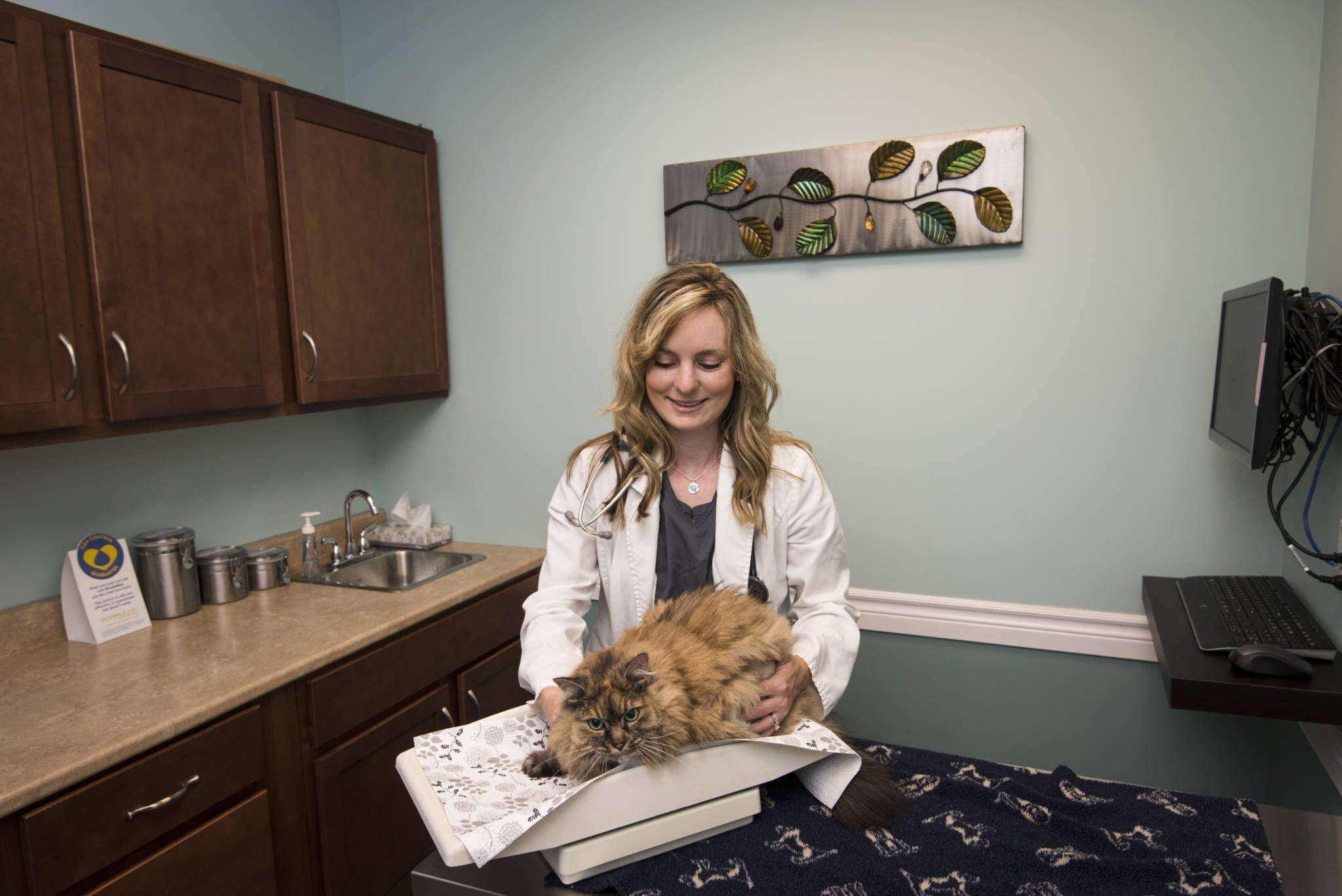 Qualified Veterinary Professionals
