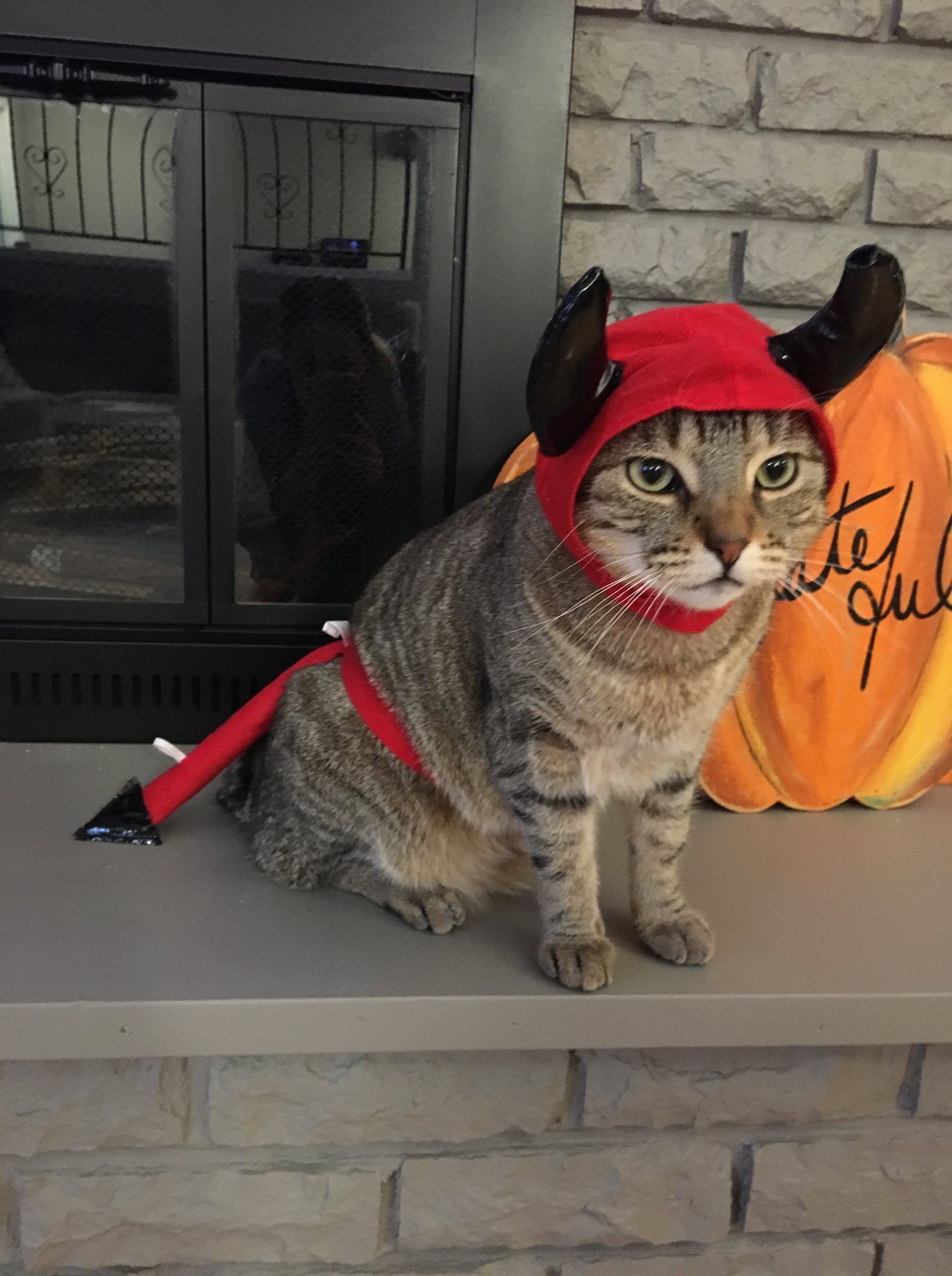 Halloween Pet Photo Contest Eastern Passage Village Veterinary Hospital