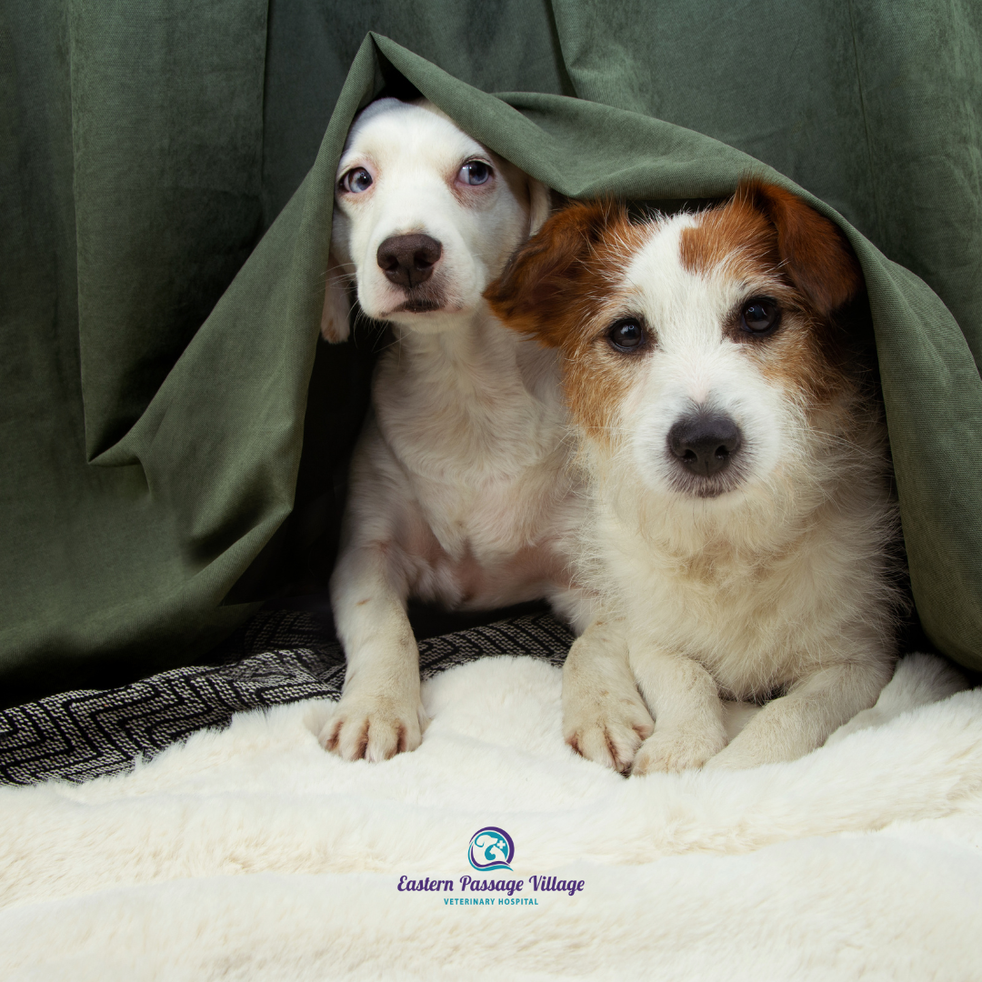 Two Dogs hiding under the bed looking worried