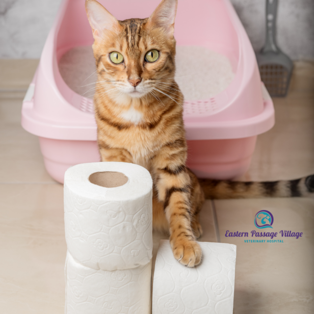 Orange Cat sitting in front of pink litter box with several rolls of toilet paper