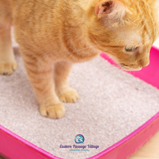 Orange Cat standing in their litter box 